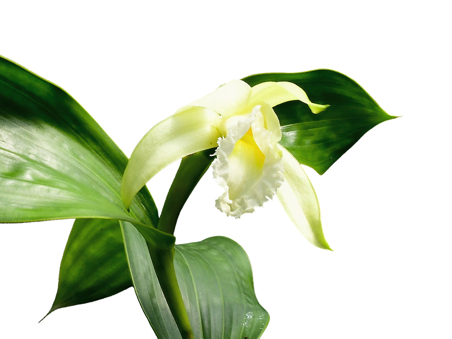 Sobralia macrophylla