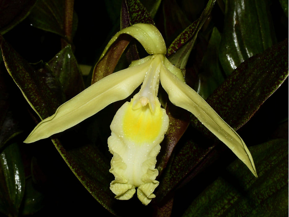 Sobralia madisonii