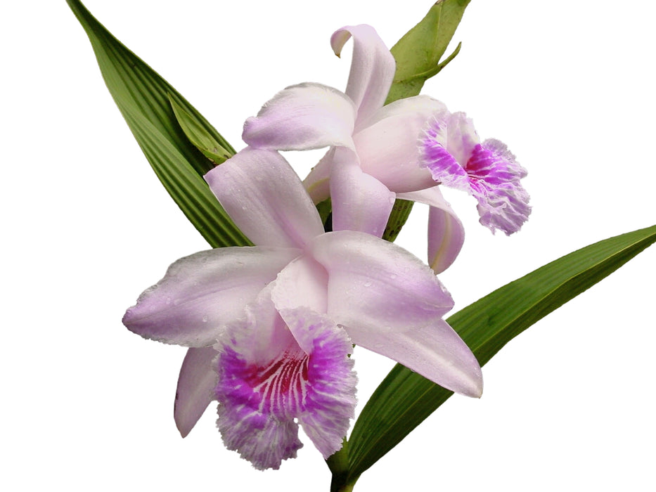 Sobralia rosea