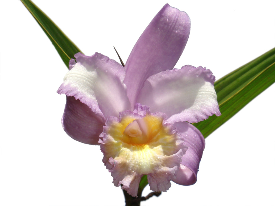 Sobralia violacea