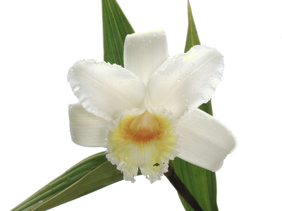 Sobralia virginalis