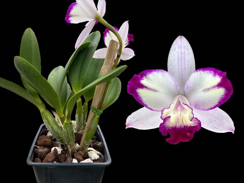 Sophrocattleya Stone Well Intermedia x Sc. Beautiful