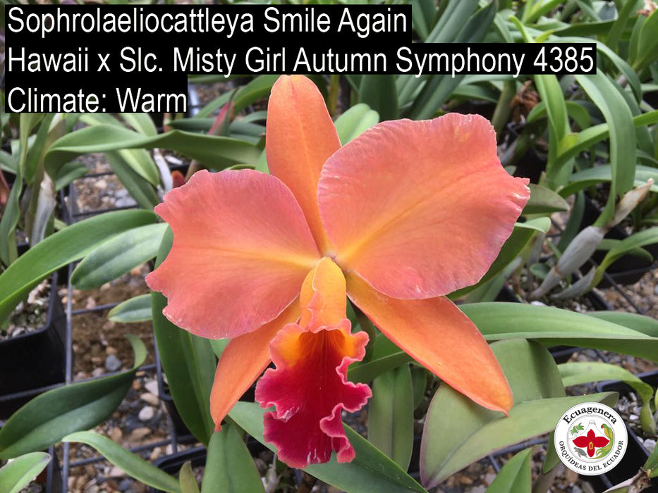 Sophrolaeliocattleya Smile Again Hawaii x Slc. Misty Girl Autumn Symphony 4385