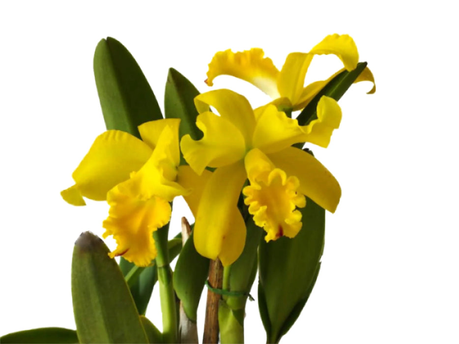 Rhyncholaeliocattleya Gualaquiza