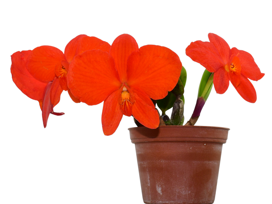 Sophronitis coccinea x 'Pepe'