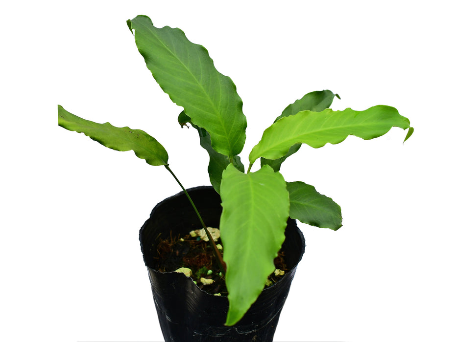 Spathiphyllum Sucumbios