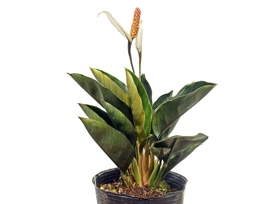 anthurium ivanportillae Spathiphyllum ivanportillae