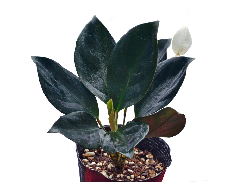 Spathiphyllum ivanportillae