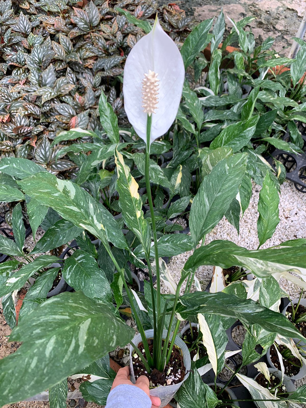 peace lily variegated price Spathiphyllum wallisii variegated — Ecuagenera USA Corp