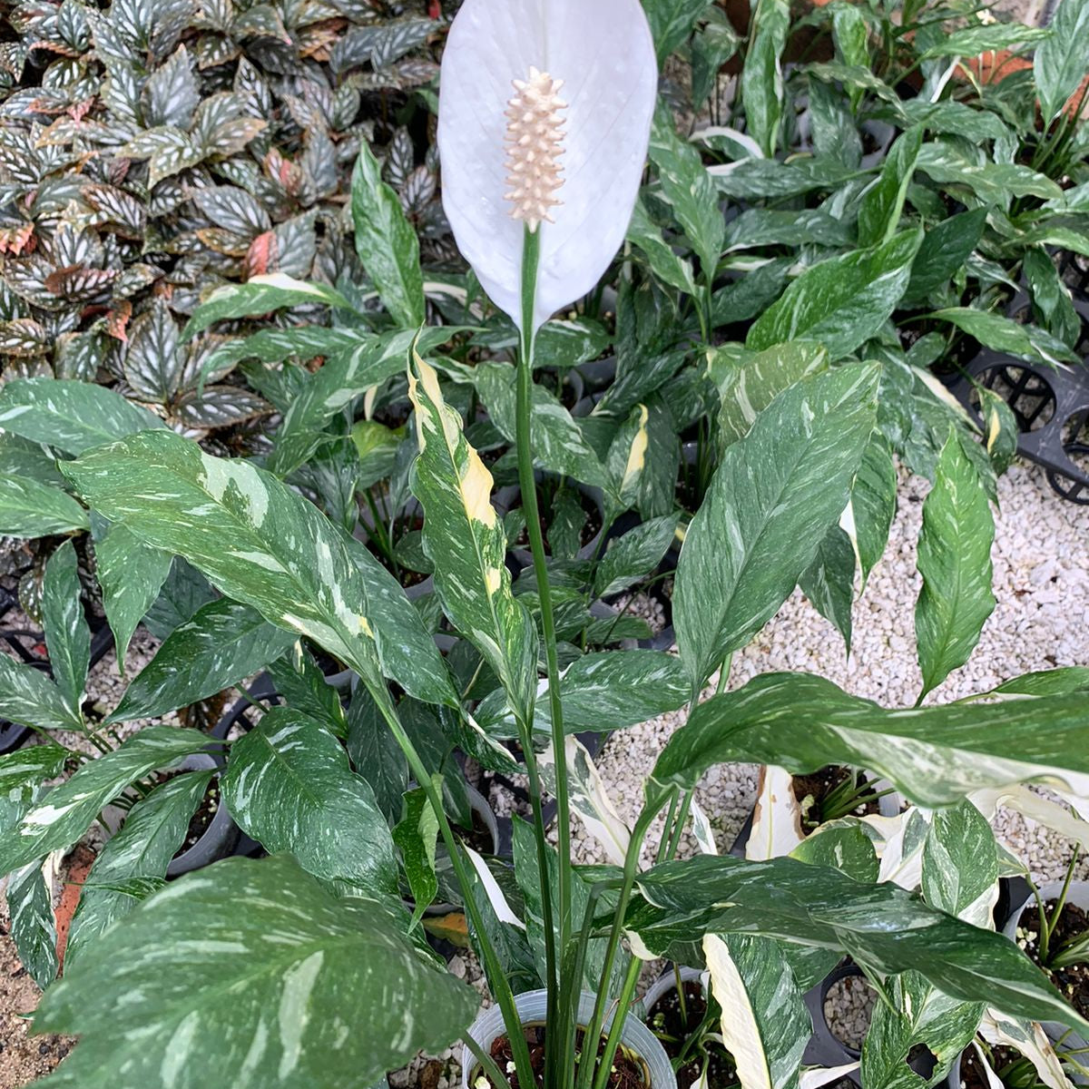 Spathiphyllum wallisii variegated — Ecuagenera USA Corp