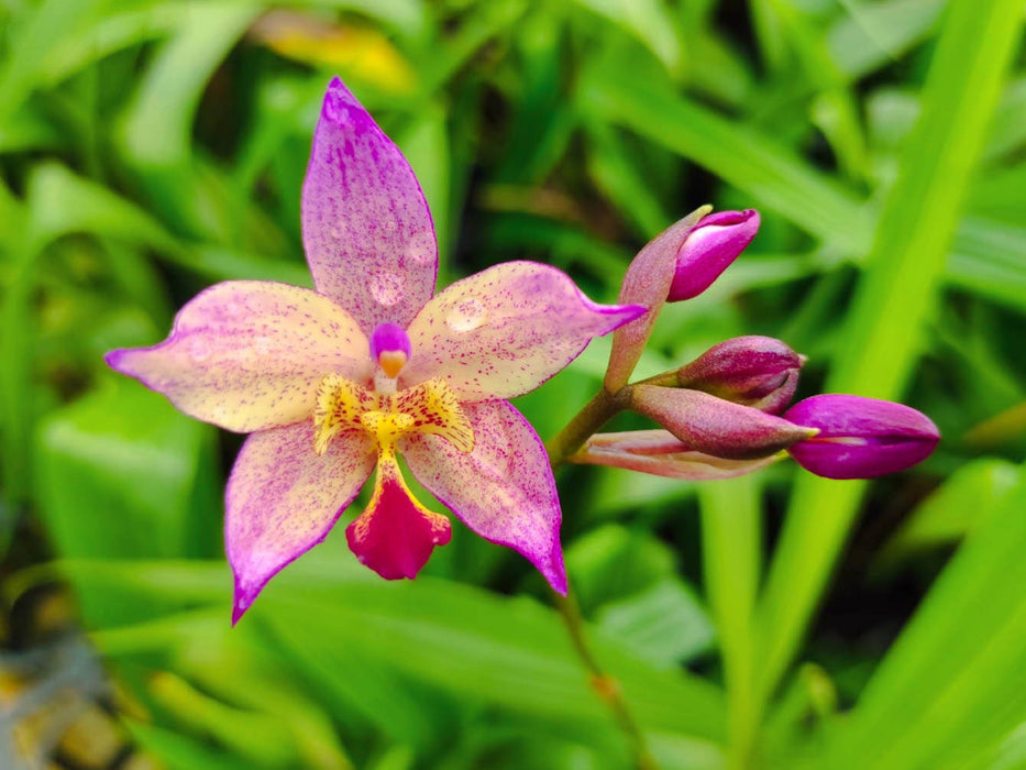 Spathoglottis Far Out Freckles