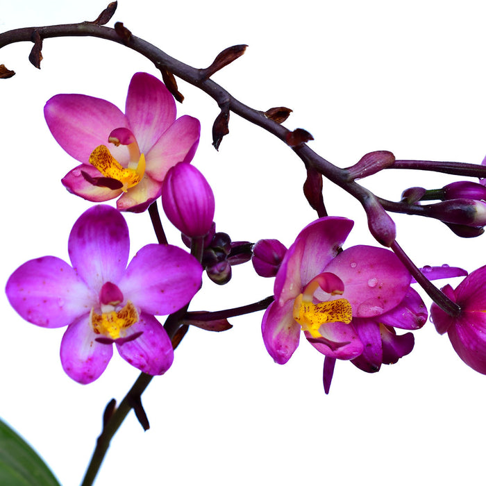 Spathoglottis Rockin Plum