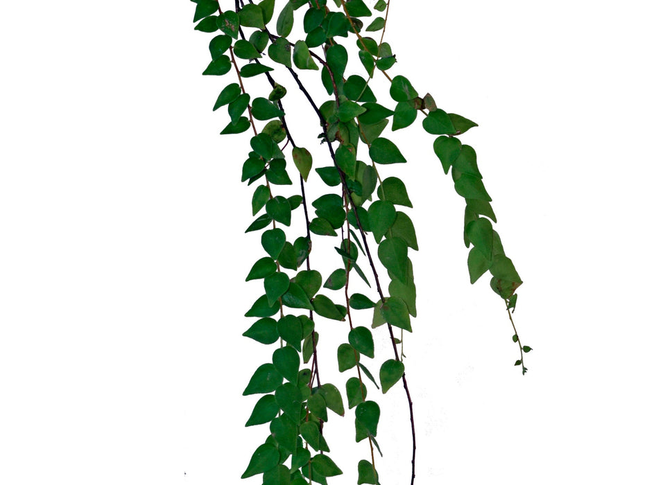 Sphyrospermum buxifolium