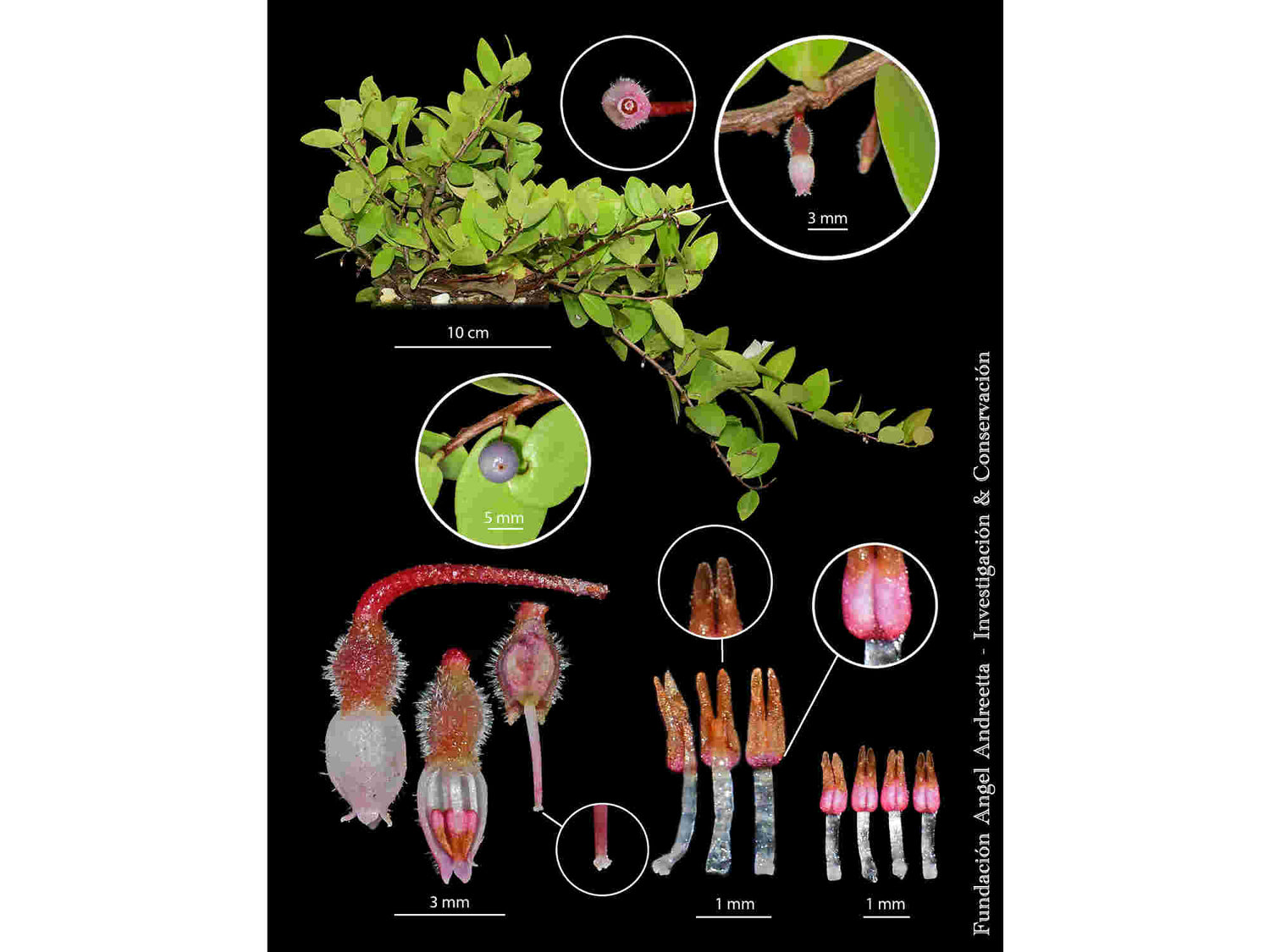 Sphyrospermum buxifolium