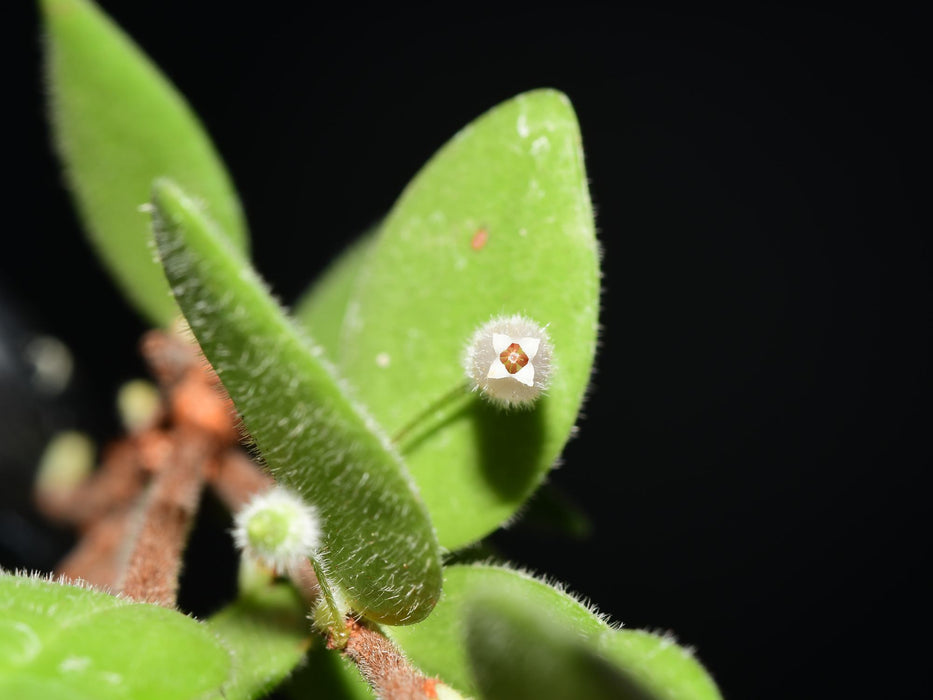 Sphyrospermum buxifolium var chlorinus