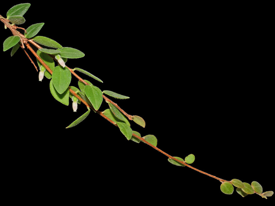 Sphyrospermum buxifolium var chlorinus