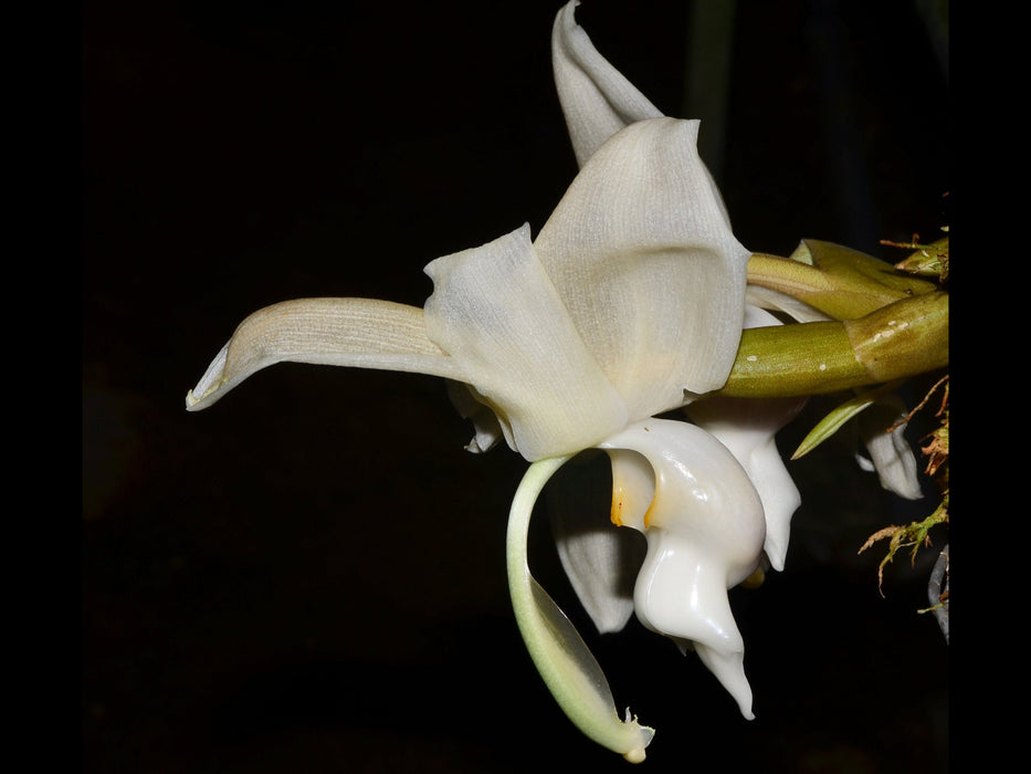 Stanhopea reichenbachiana