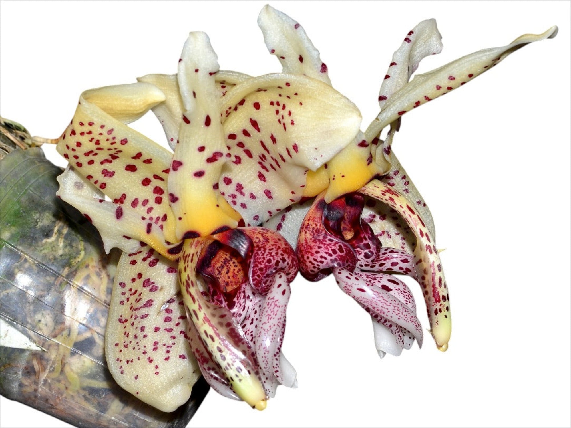 Stanhopea Shinjik x Stan. Lydia Bush x Stan. insignis - Complex