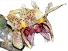 Stanhopea Shinjik x Stan. Lydia Bush x Stan. insignis