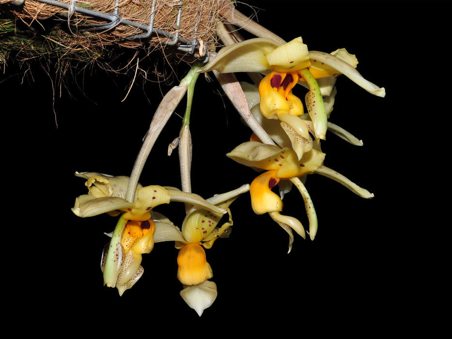 Stanhopea impressa