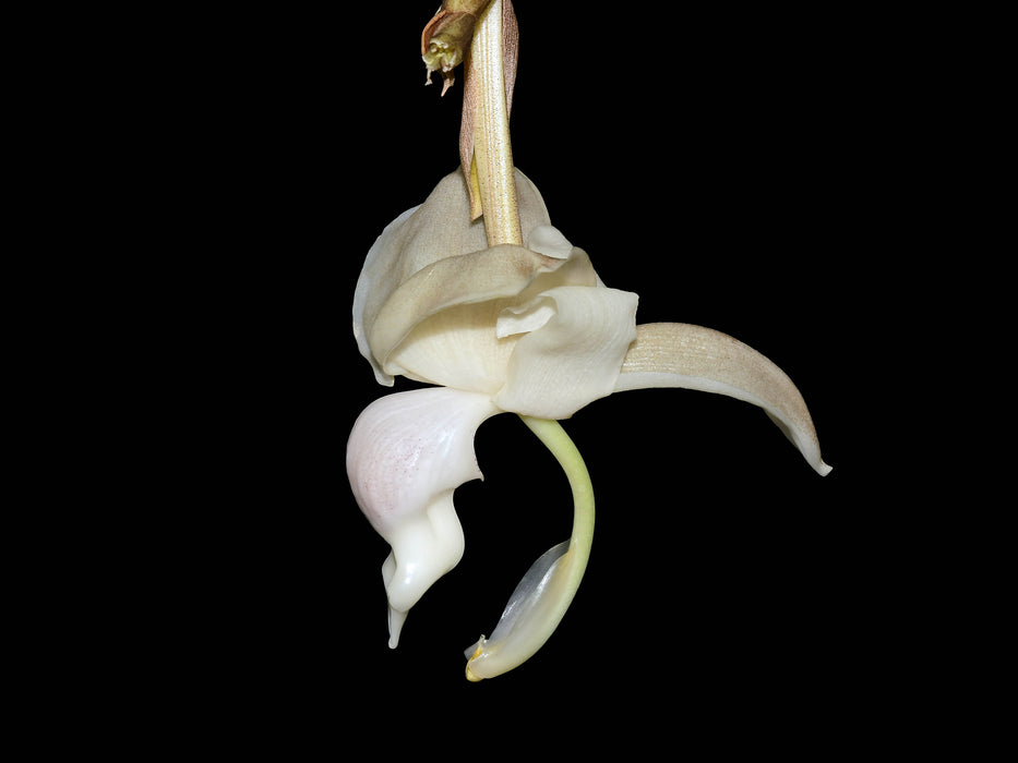 Stanhopea reichenbachiana