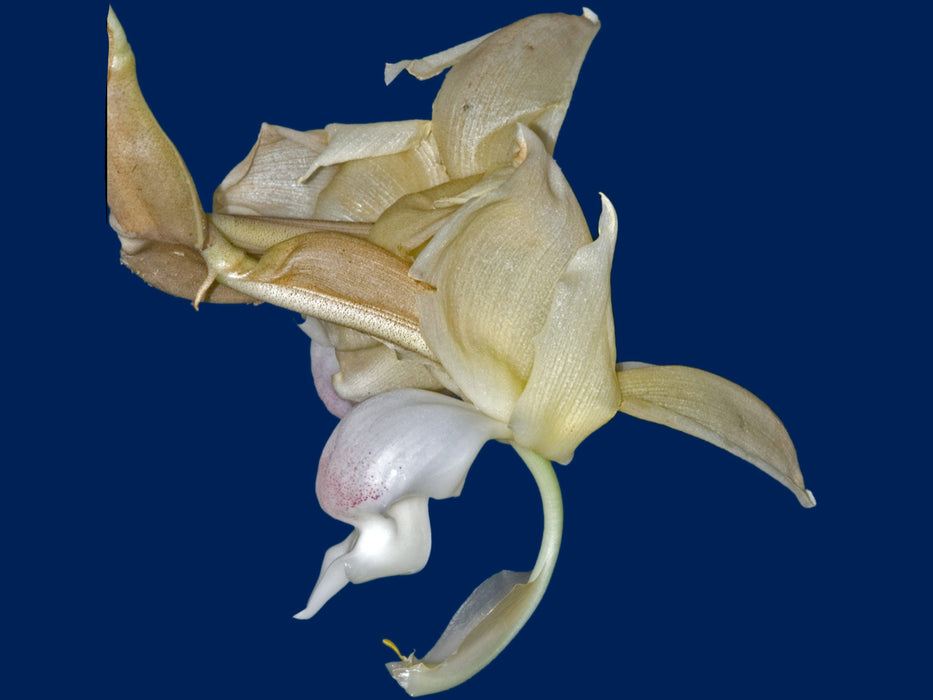 Stanhopea reichenbachiana