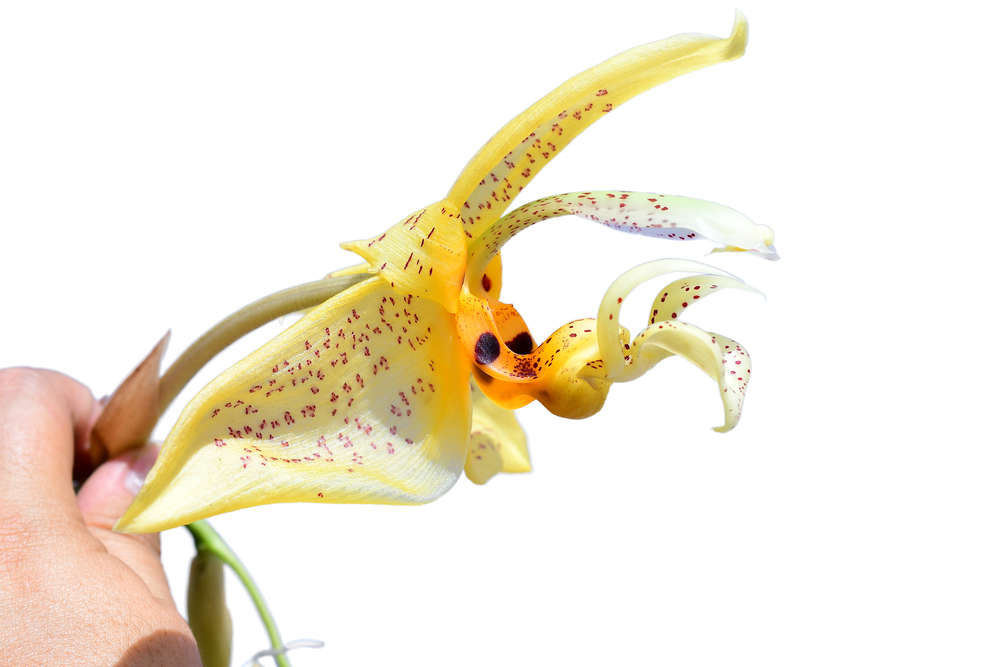 Stanhopea whittenii