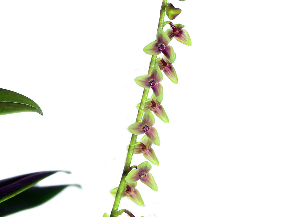 Stelis acaroi