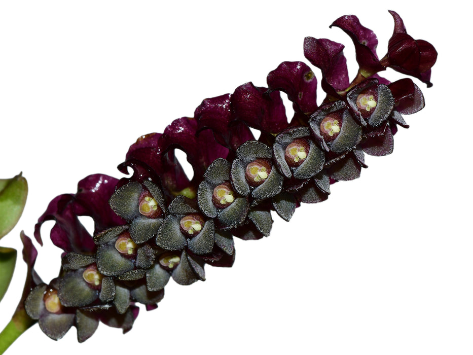 Stelis alexportillae
