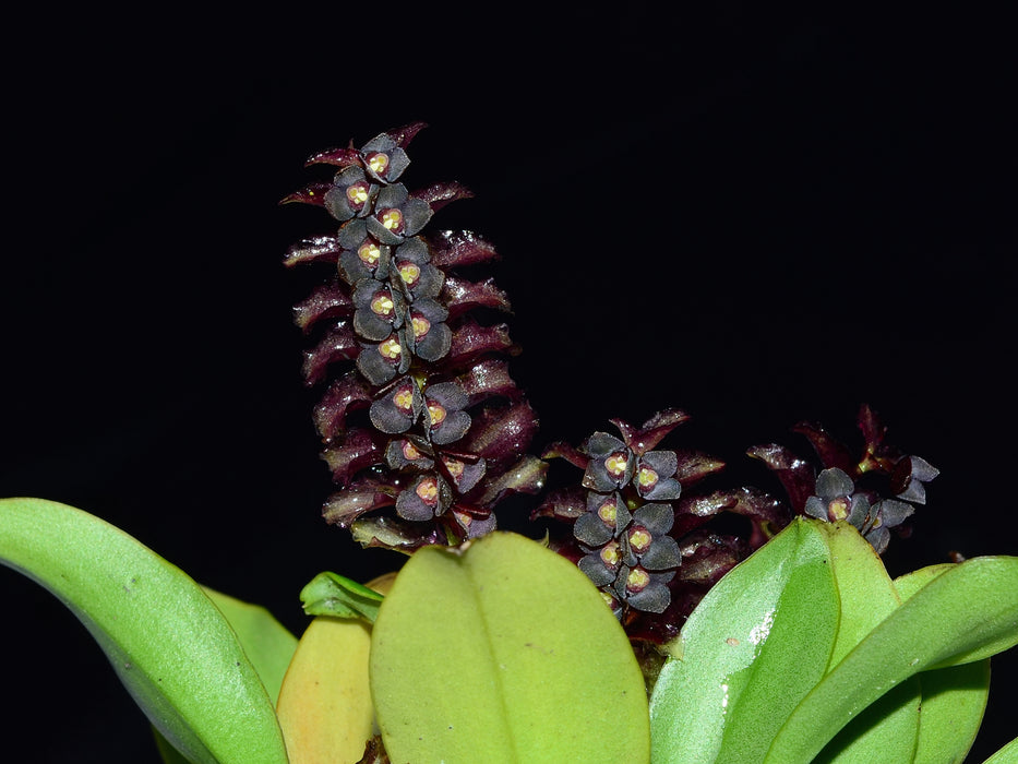 Stelis alexportillae