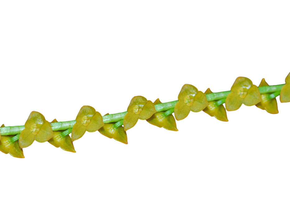 Stelis aperta