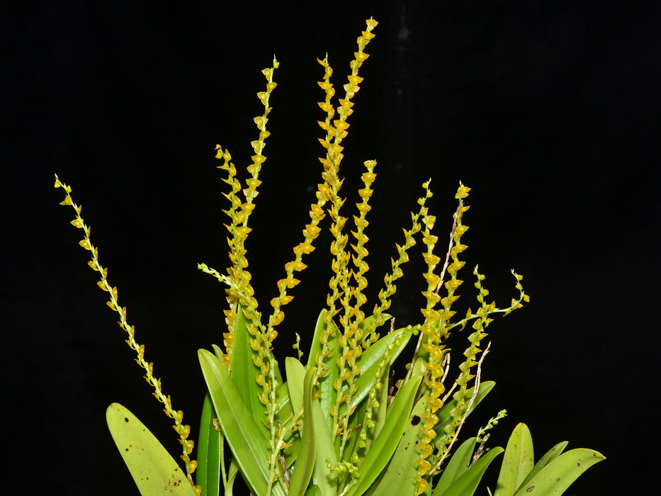 Stelis aperta