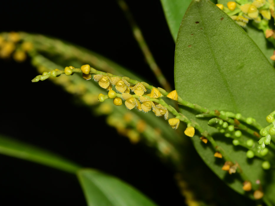 Stelis aprica f. xanthinum
