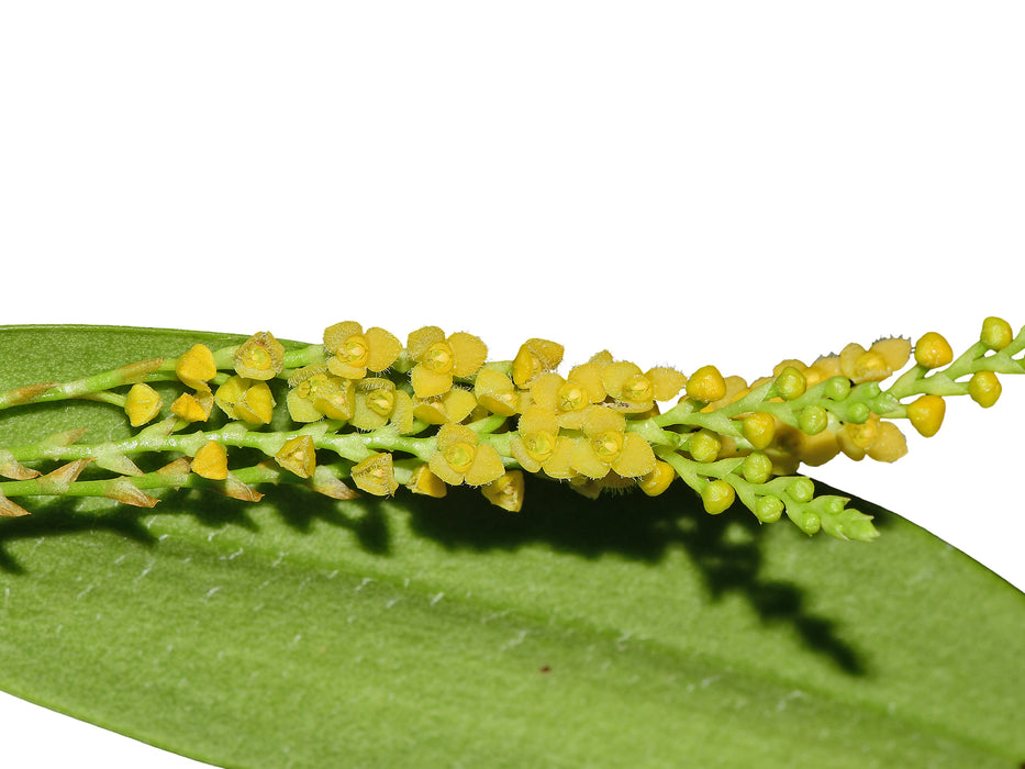 Stelis aprica f. xanthinum