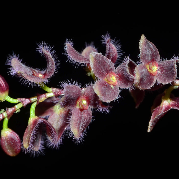 Stelis ciliaris