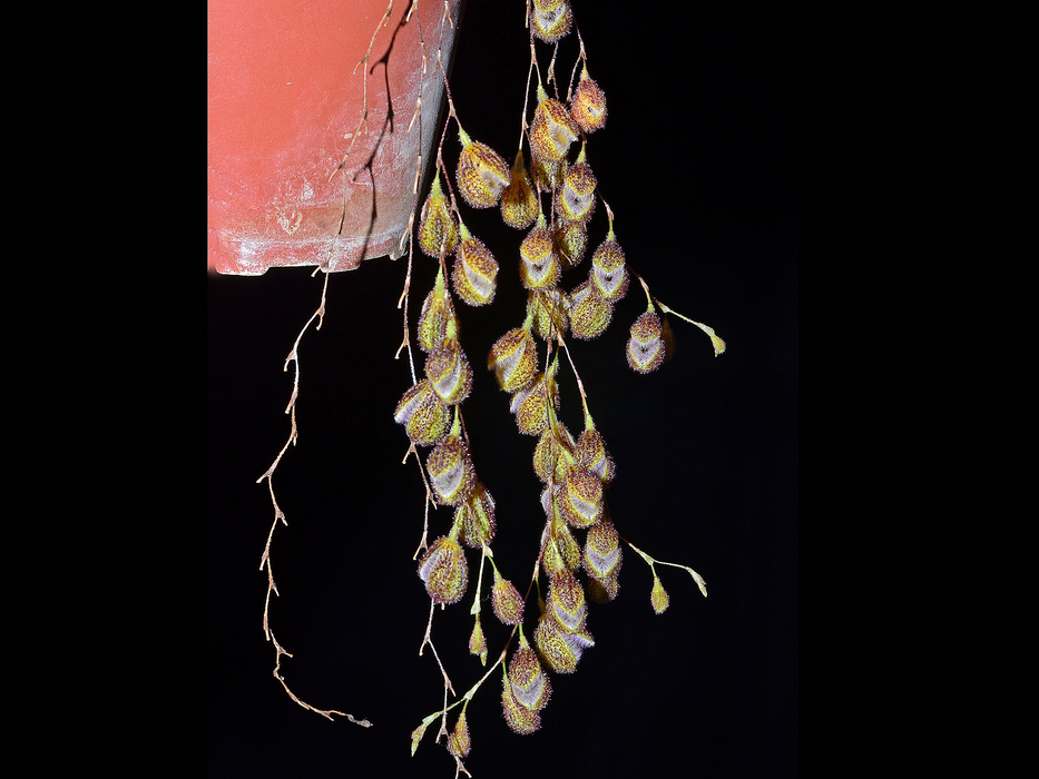 Stelis oscargrouchii