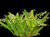 Stelis pilosa