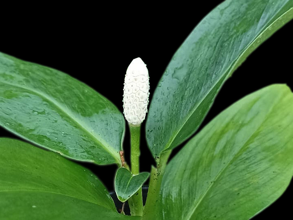 Stenospermation spruceanum