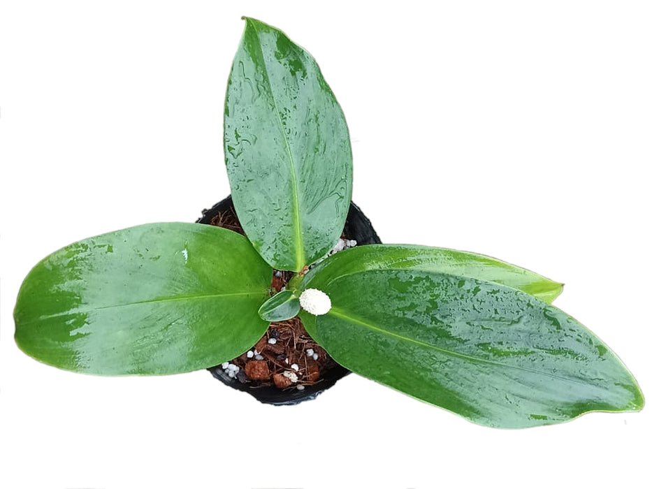 Stenospermation spruceanum