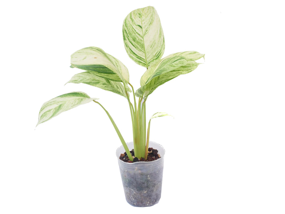 tricolor stromanthe prayer plant Stromanthe Charlie - Tricolor Prayer Plant