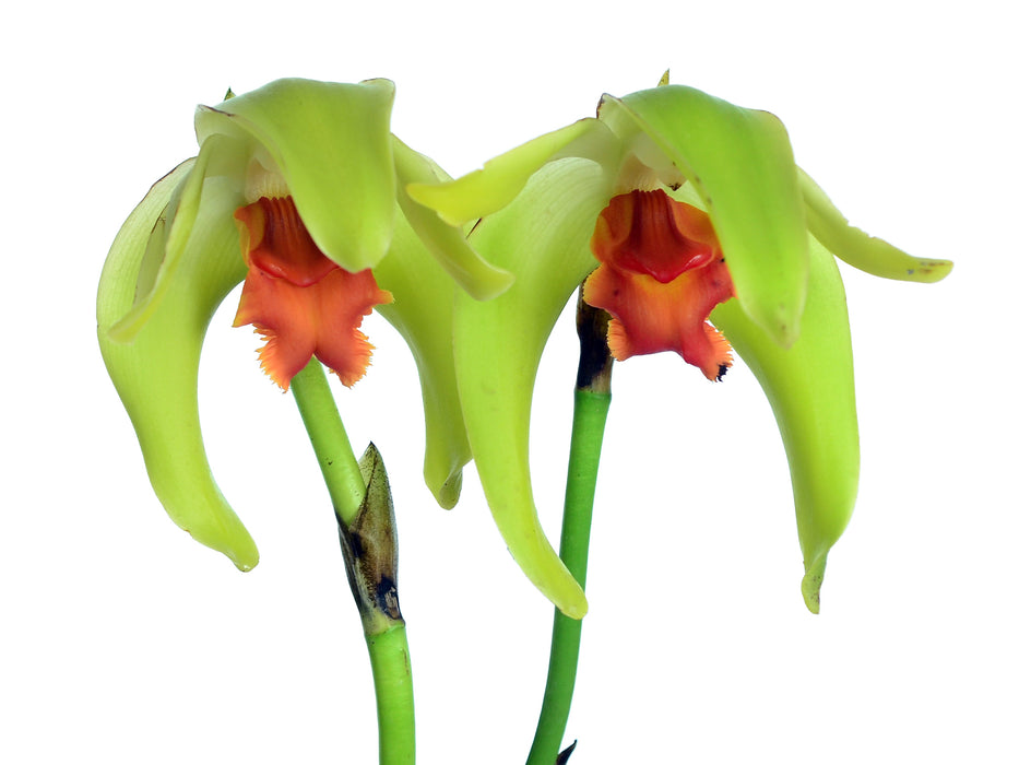 Sudamerlycaste cinnabarina