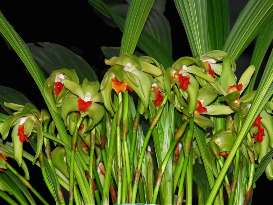 Sudamerlycaste cinnabarina