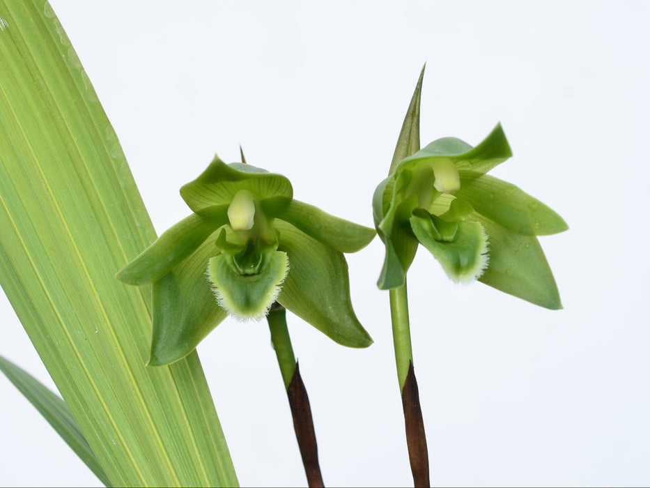 Sudamerlycaste locusta
