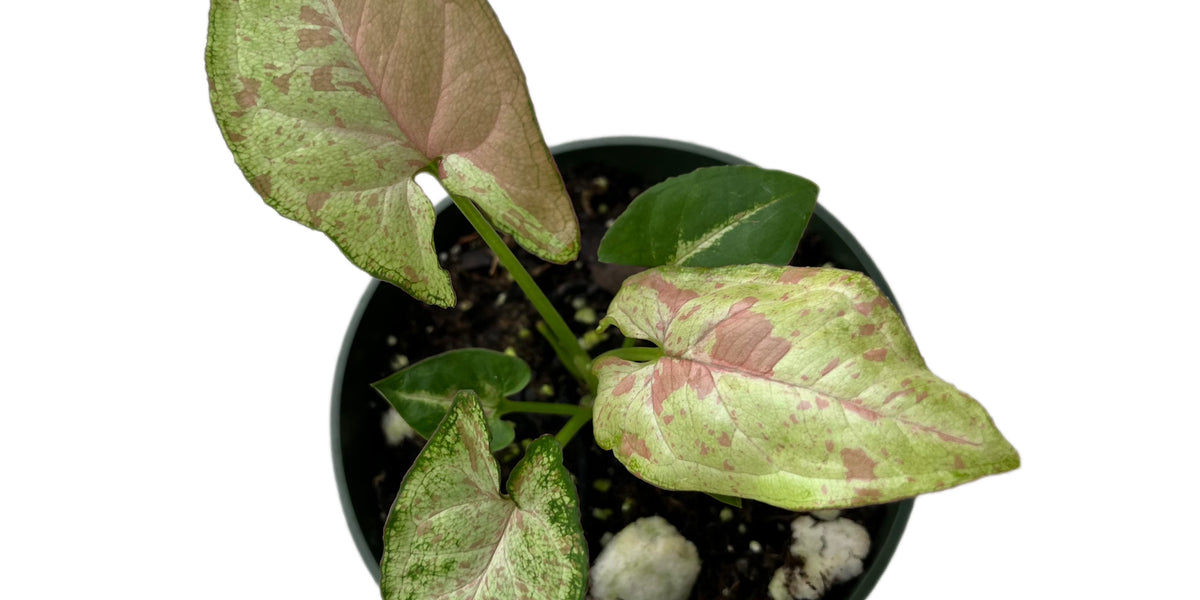 frydek plant Alocasia 'Frydek' aurea variegated (wk22-Q) – Rare Plant Fairy main image 1
