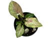 Syngonium Milk Confetti