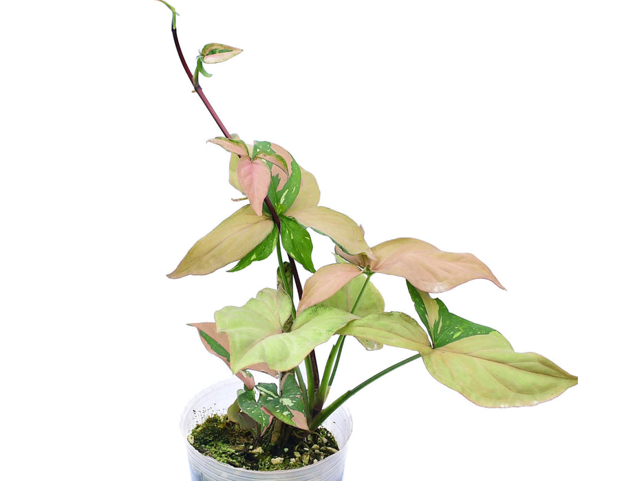 Syngonium pink splash Thai form Starter Plant (ALL STARTER PLANTS require you to purchase 2 plants Syngonium pink splash Thai form Starter Plant (ALL STARTER PLANTS require you to purchase 2 plants