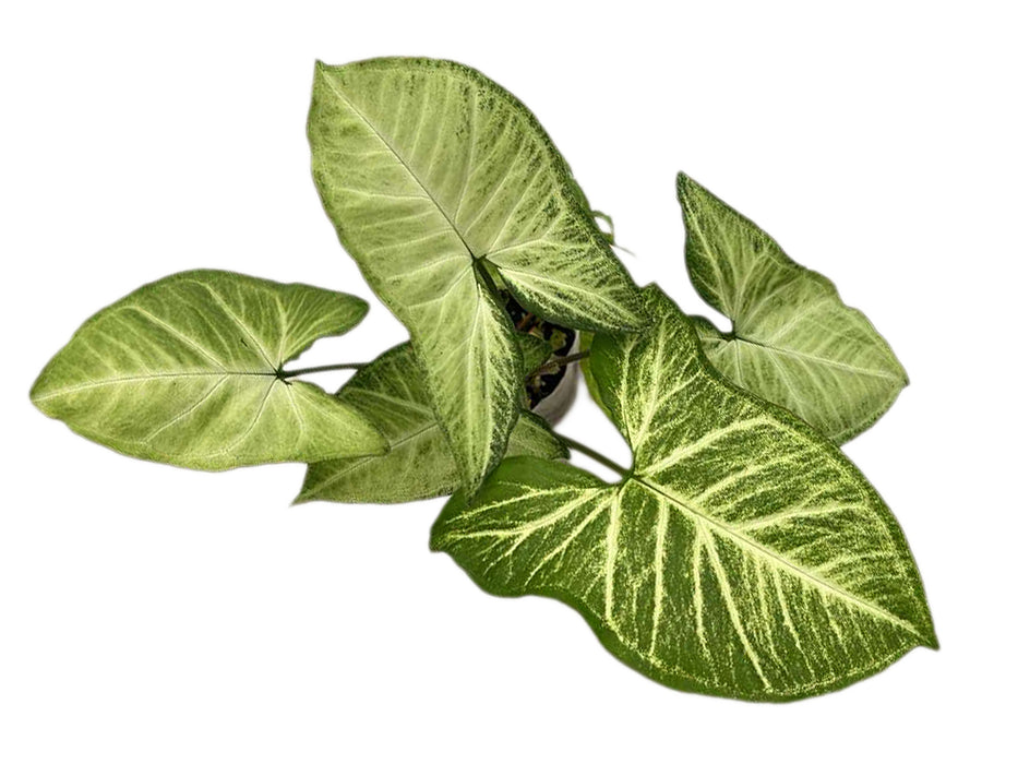 Syngonium Panda