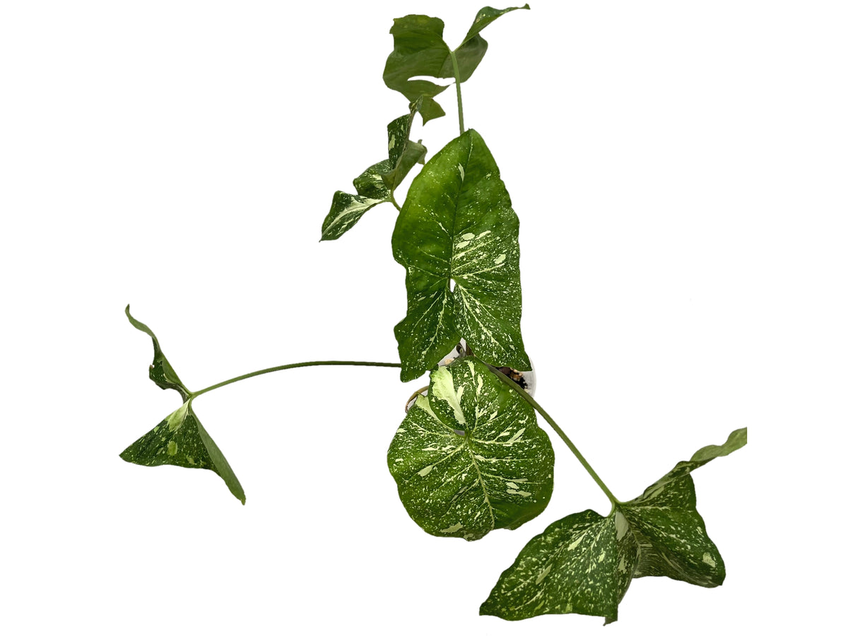 Syngonium Panda 'Galaxy' — Ecuagenera USA Corp