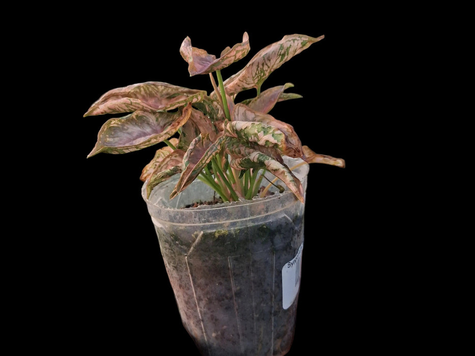 Syngonium Pink Chameleon