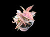Syngonium Pink Chameleon